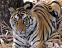 Parque Nacional Bandhavgarh en India
