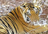 Rathambhore