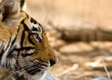 Ranthambhore