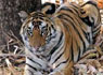 Tour a Bandhavgarh desde Delhi