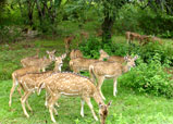 Bandipur National Park