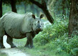 Kaziranga Nationa Park