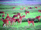 Kanha National Park