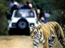 Safari del Tigre en India