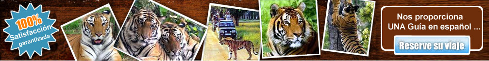 Tours Del Tigre de India