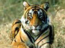 Tour y Tigre de la India
