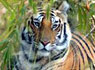 Taj Mahal con los tours Bandhavgarh