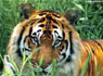 Tour del Taj con del Tigre de Corbett